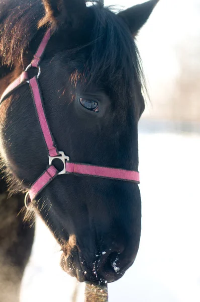 Black horse portrait in winter — Stock Photo, Image