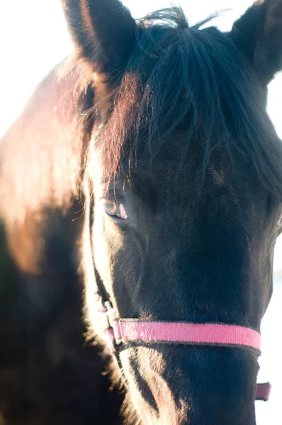 Retrato de caballo negro en invierno —  Fotos de Stock