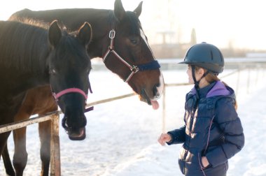 Levada paddock kış adlı iki at