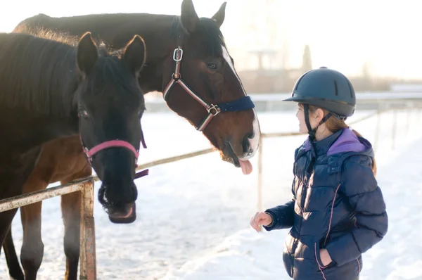 Dos caballos en levada paddock en invierno — Foto de Stock