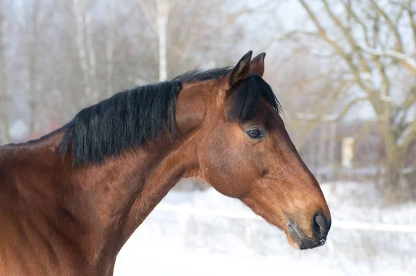Retrato de cor da baía de cavalo no inverno — Fotografia de Stock