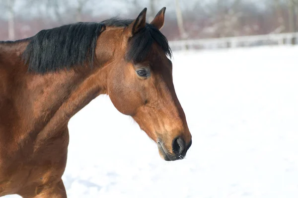 Portrait couleur baie de cheval en hiver — Photo