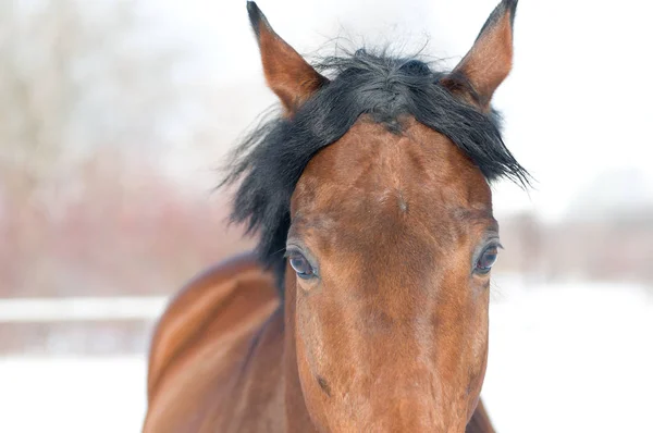 Retrato en color bahía de caballo en invierno —  Fotos de Stock
