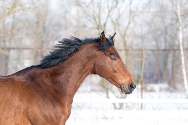 Retrato de cor da baía de cavalo no inverno — Fotografia de Stock
