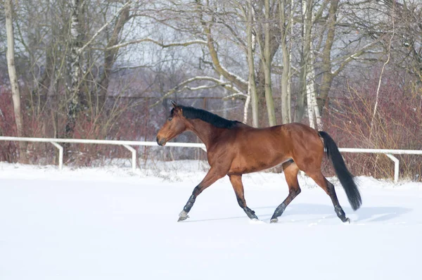 Häst bay färg porträtt på vintern — Stockfoto