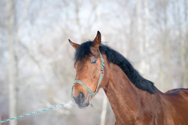 Retrato bonito da cor da baía do cavalo no inverno — Fotografia de Stock