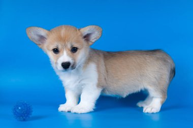 Pembroke welsh corgi köpek yavrusu