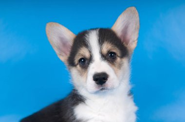Pembroke welsh corgi köpek yavrusu