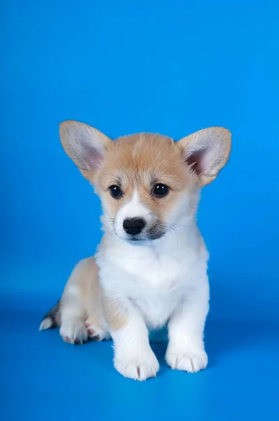 Pembroke Welsh Corgi puppy — Stok Foto