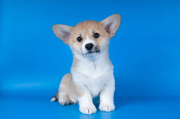 Pembroke welsh corgi köpek yavrusu — Stok fotoğraf