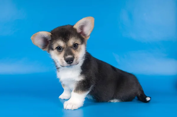 Pembroke Welsh Corgi puppy — Stock Photo, Image