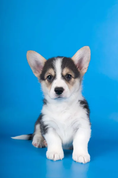 Pembroke walisischer Corgi Welpe — Stockfoto