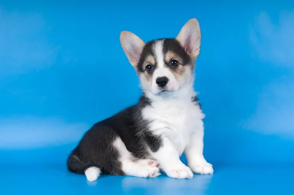 팸 브 룩 웨일즈 어 corgi 강아지 — 스톡 사진