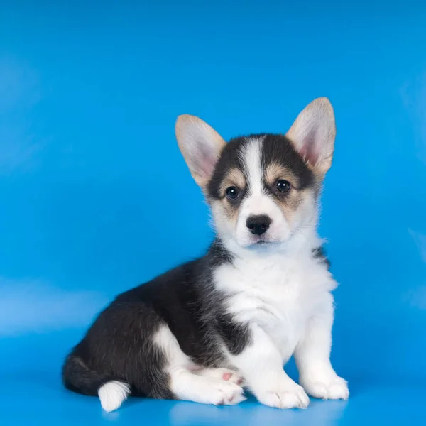 Štěně welsh corgi Pembroke — Stock fotografie