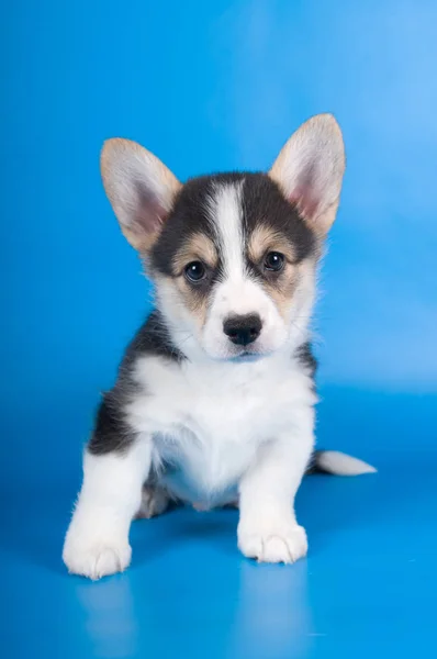 Pembroke walesisk corgi valp — Stockfoto