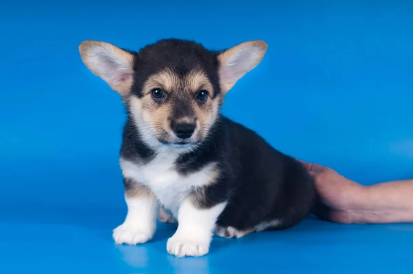 Pembroke welsh corgi köpek yavrusu — Stok fotoğraf