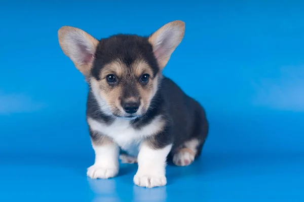 팸 브 룩 웨일즈 어 corgi 강아지 — 스톡 사진