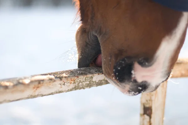 Closeup photo of horse nose — Stock Photo, Image