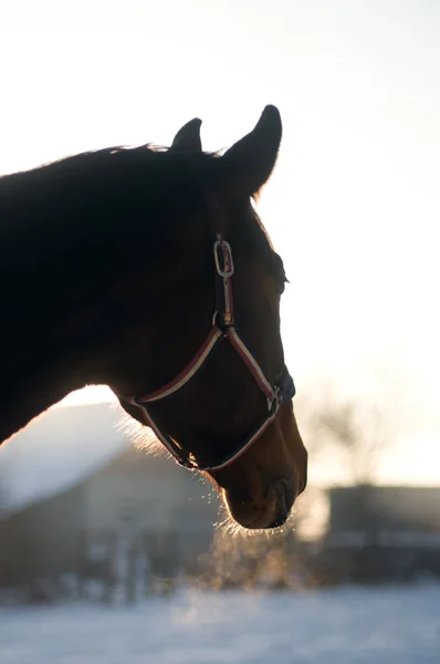 Horse portrait in winter — Stock Photo, Image