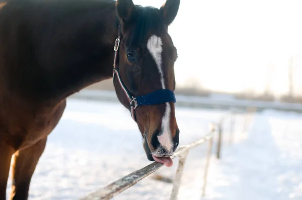 冬の馬の肖像画 — ストック写真