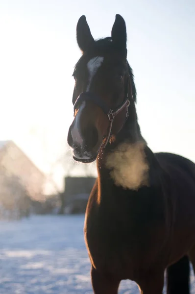 Horse portrait in winter — Stock Photo, Image