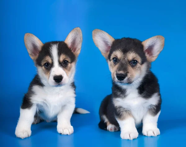 Dois irmãos Pembroke Welsh Corgi — Fotografia de Stock