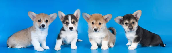 팸 브 룩 웨일즈 어 corgi — 스톡 사진