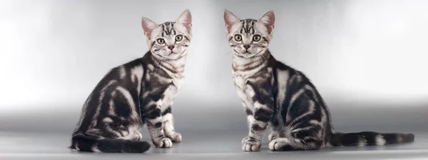 Dwa kociaki Amerykanin Stenografia na srebrnym tle — Zdjęcie stockowe