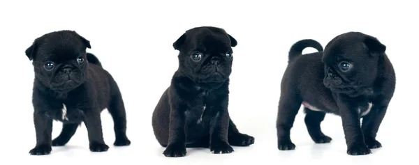 Black ug puppies portrait — Stock Photo, Image
