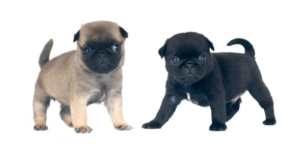 Twee pug puppies portret — Stockfoto