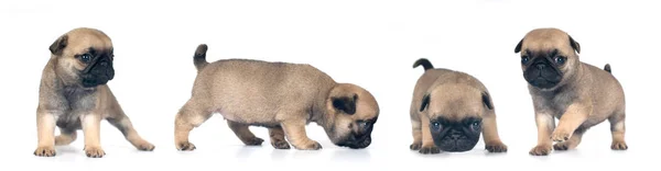 Quattro cuccioli di carlino ritratto — Foto Stock