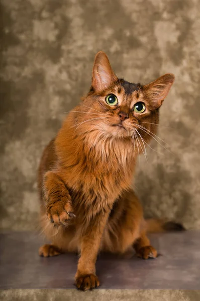 Retrato de gato somali — Fotografia de Stock
