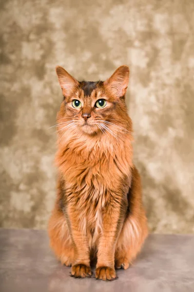 Retrato de gato somali — Fotografia de Stock