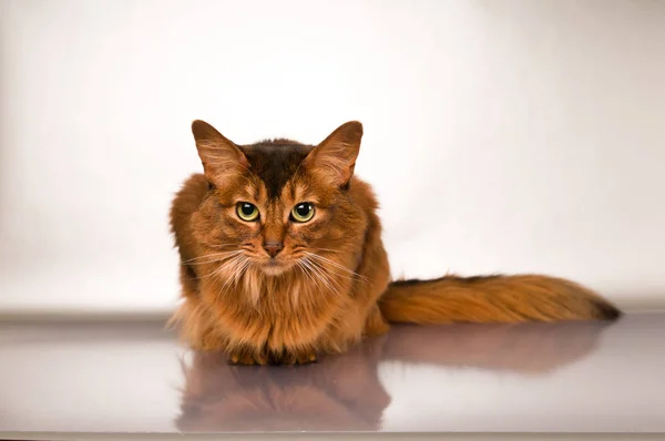 Retrato de gato somalí —  Fotos de Stock