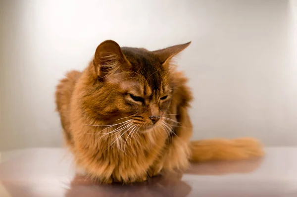 Retrato de gato somalí —  Fotos de Stock