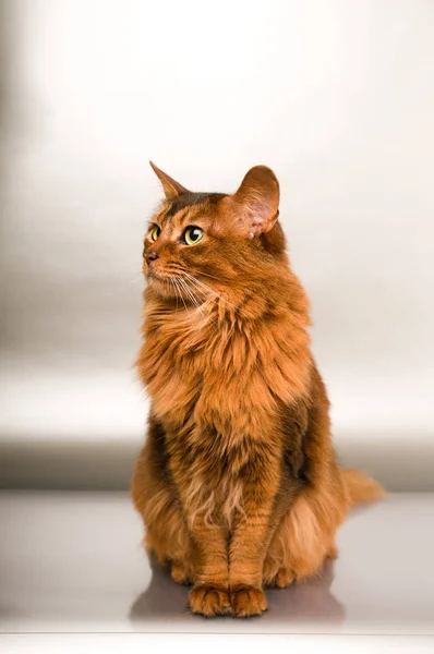 Retrato de gato somali — Fotografia de Stock