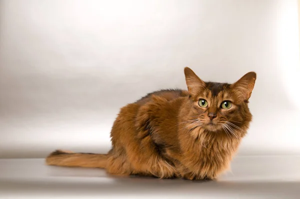 Somali cat portrait — Stock Photo, Image