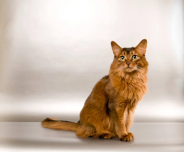 Somálská kočka portrétソマリア猫の肖像画 — Stock fotografie