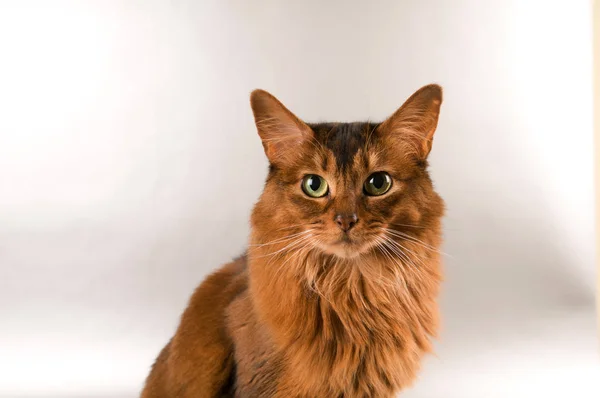 소말리아 고양이 초상화 — 스톡 사진