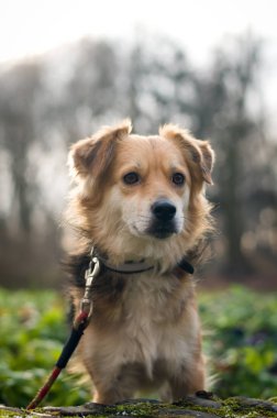 Şirin küçük doğurmak köpek portre karışık