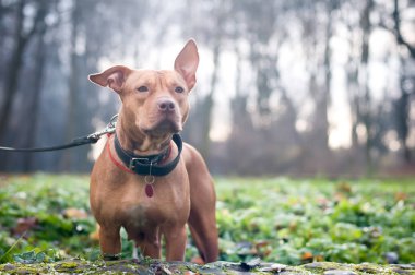 Pitbull terrier köpek portre