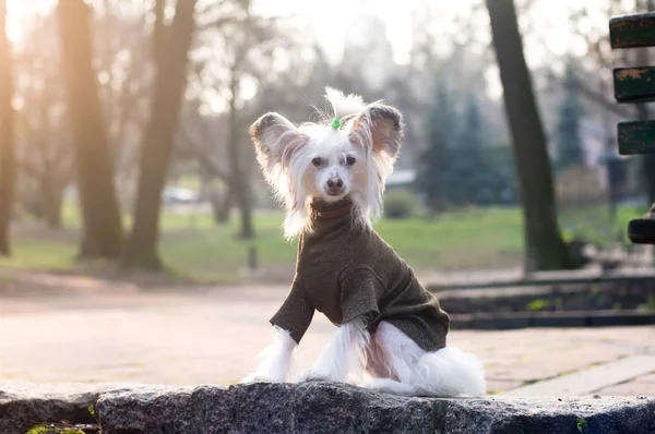 Retrato de cão crista bastante chinês — Fotografia de Stock