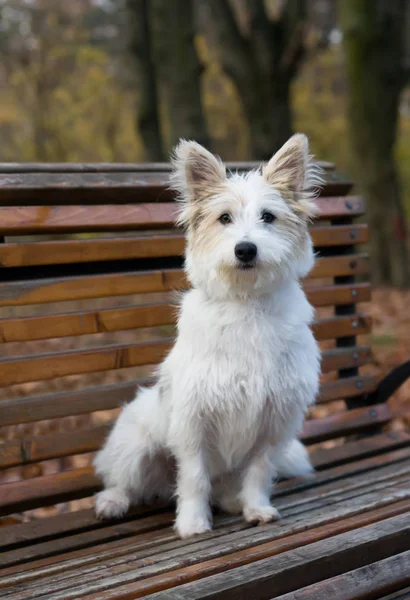 Liten fluffig vit hund — Stockfoto