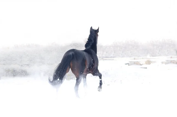 Horse bay color running on white snowy fiel — Stock Photo, Image