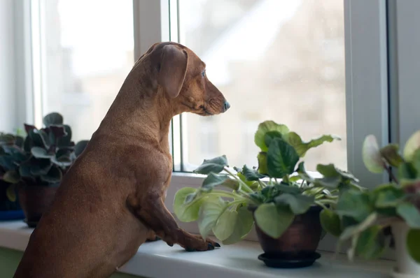 Triste retrato de salchicha mirando a la ventana — Foto de Stock