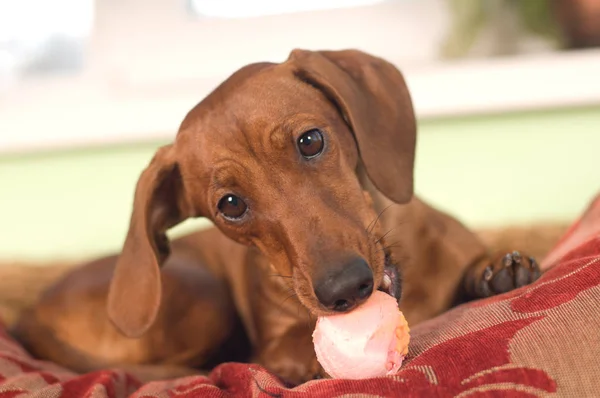 Dachshund dikey, oyuncak top — Stok fotoğraf