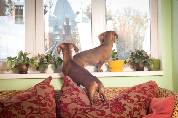 Dos amigos perro salchicha retrato — Foto de Stock