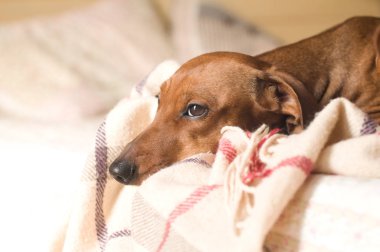 Beyaz yatakta yatarken dachshund portre