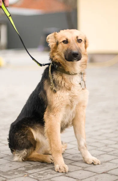 Mischlingshund Porträt im Freien — Stockfoto