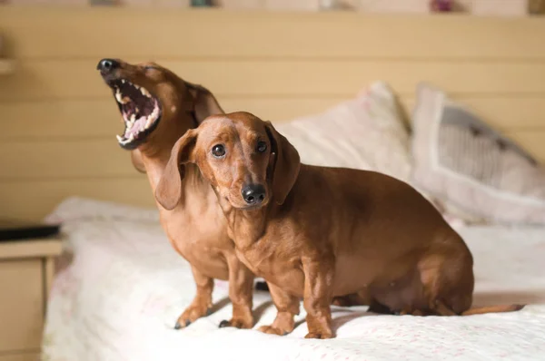 Dos perros salchichas retrato acostado en la cama blanca — Foto de Stock